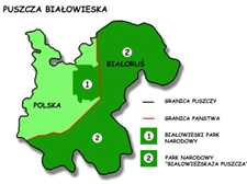 Bezwisowy wjazd do Puszczy Biaowieskiej