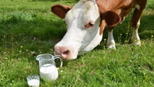Mleko i produkty mleczne - zaproszenie na wykad