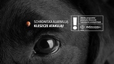 Schroniska alarmuj: kleszcze atakuj! 