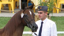Dni Konia Arabskiego w Janowie Podlaskim janow